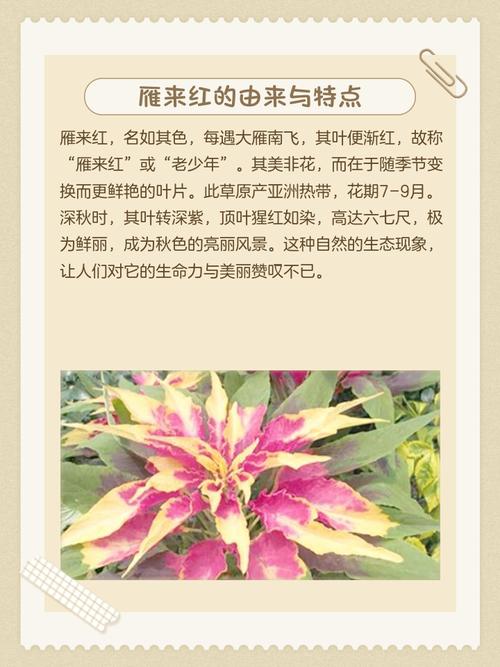 雁来红的功效和作用，雁来红怎么做好吃？-第1张图片-优品飞百科