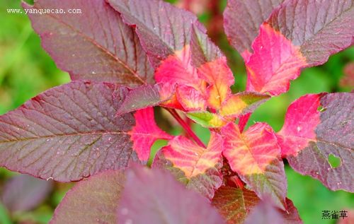 雁来红的功效和作用，雁来红怎么做好吃？-第2张图片-优品飞百科