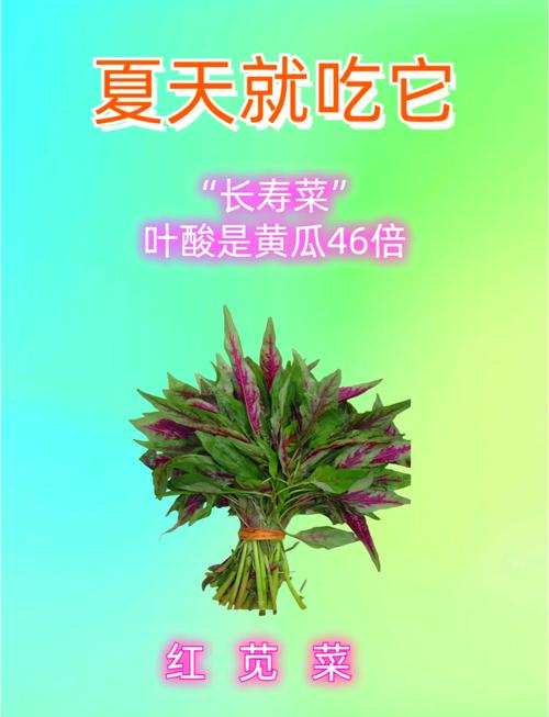 雁来红的功效和作用，雁来红怎么做好吃？-第3张图片-优品飞百科