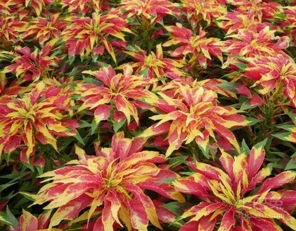 雁来红的功效和作用，雁来红怎么做好吃？-第4张图片-优品飞百科