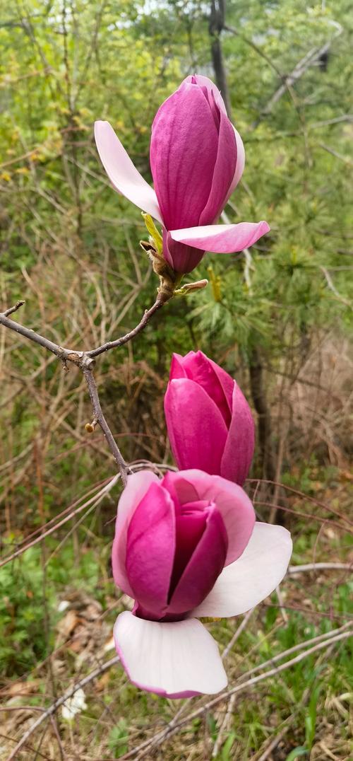 平凉适合养什么花,市花和市树是什么,平凉花卉批发市场地址-第3张图片-优品飞百科 平凉适合养什么花,市花和市树是什么,平凉花卉批发市场地址-第3张图片-优品飞百科