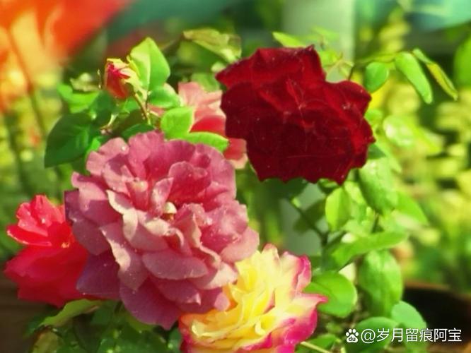 平凉适合养什么花,市花和市树是什么,平凉花卉批发市场地址-第4张图片-优品飞百科 平凉适合养什么花,市花和市树是什么,平凉花卉批发市场地址-第4张图片-优品飞百科