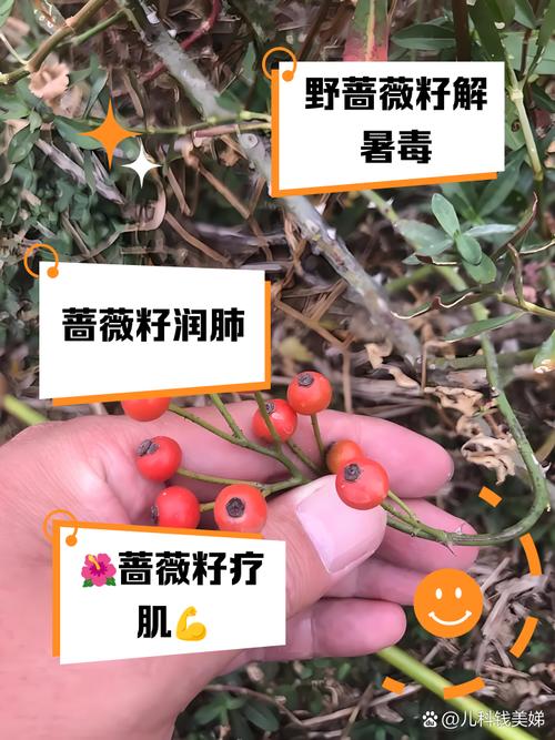 野蔷薇的药用功效，基本介绍，野蔷薇的作用与功效？-第1张图片-优品飞百科