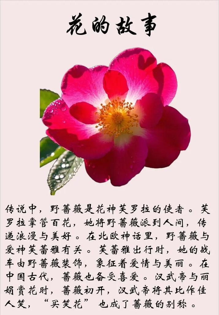 野蔷薇的药用功效，基本介绍，野蔷薇的作用与功效？-第2张图片-优品飞百科