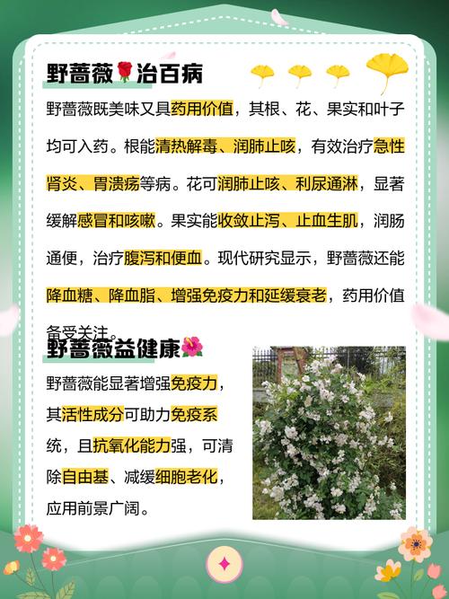 野蔷薇的药用功效，基本介绍，野蔷薇的作用与功效？-第3张图片-优品飞百科