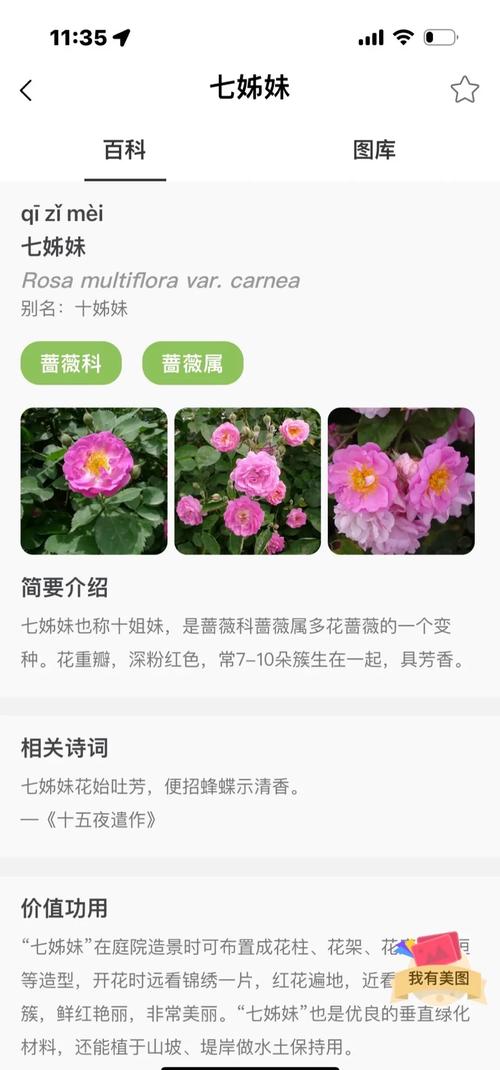 野蔷薇的药用功效，基本介绍，野蔷薇的作用与功效？-第4张图片-优品飞百科