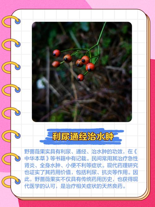 野蔷薇的药用功效，基本介绍，野蔷薇的作用与功效？-第5张图片-优品飞百科
