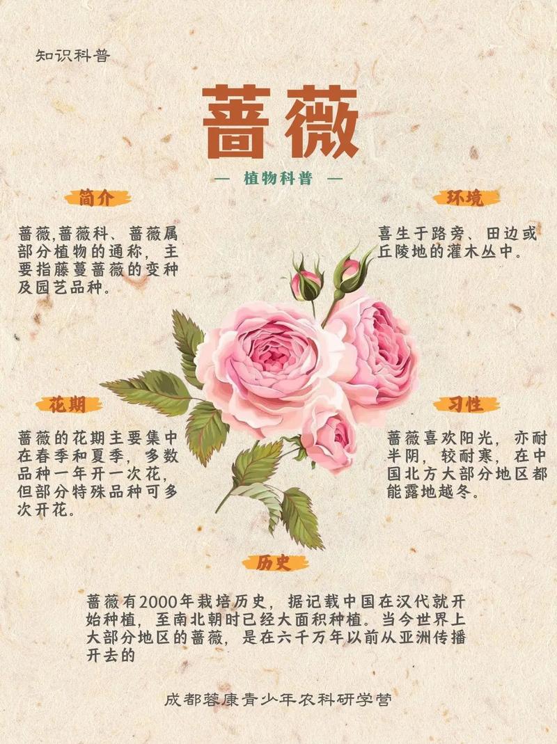 野蔷薇的药用功效，基本介绍，野蔷薇的作用与功效？-第6张图片-优品飞百科