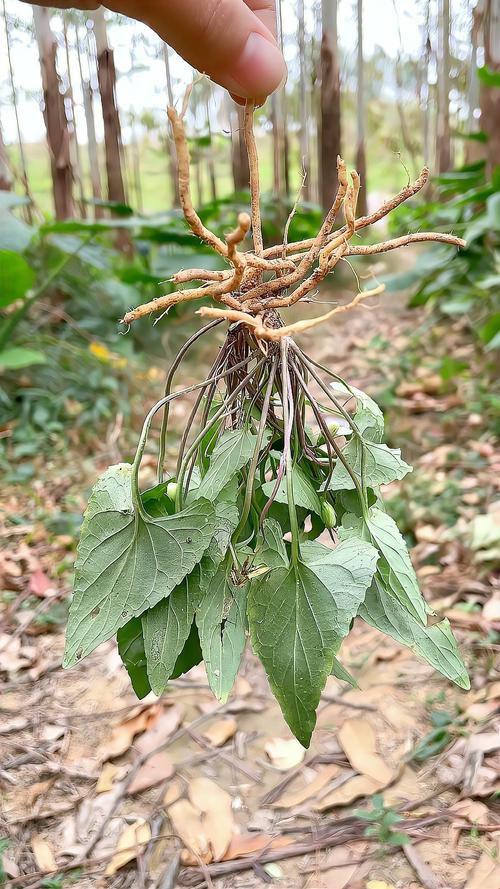 紫花堇菜的养殖方法，紫堇花的功效与作用-第1张图片-优品飞百科