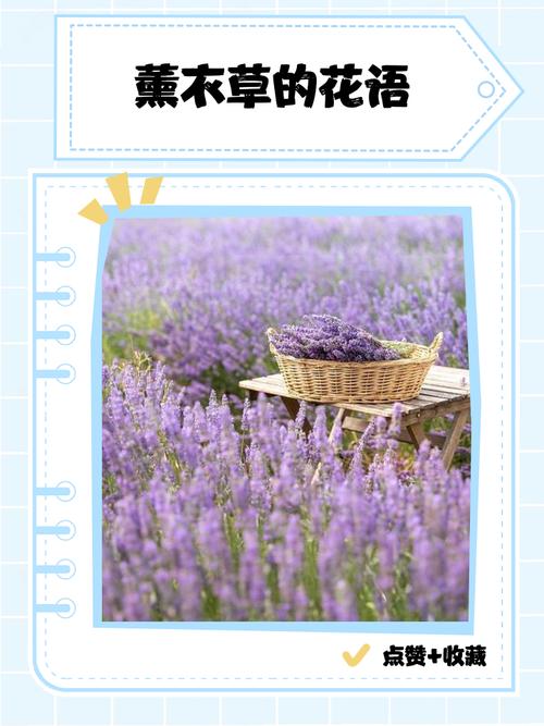 薰衣草花语，薰衣草花语和寓意？