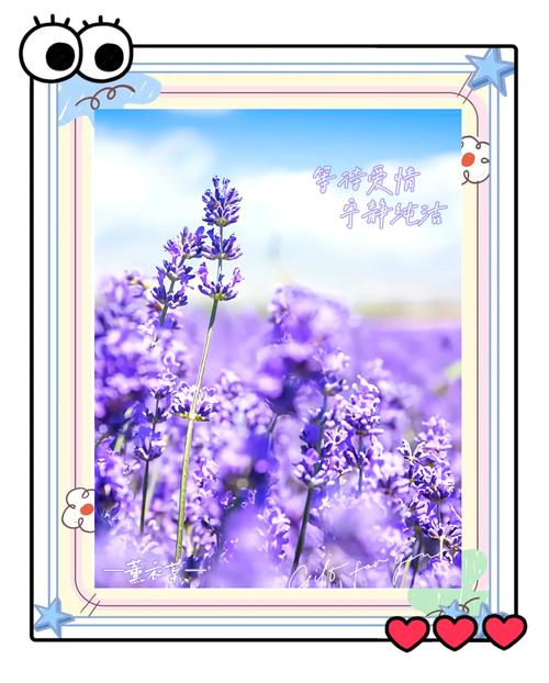 薰衣草花语，薰衣草花语和寓意？-第2张图片-优品飞百科