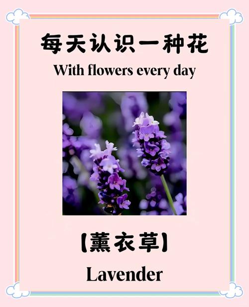 薰衣草花语，薰衣草花语和寓意？-第4张图片-优品飞百科