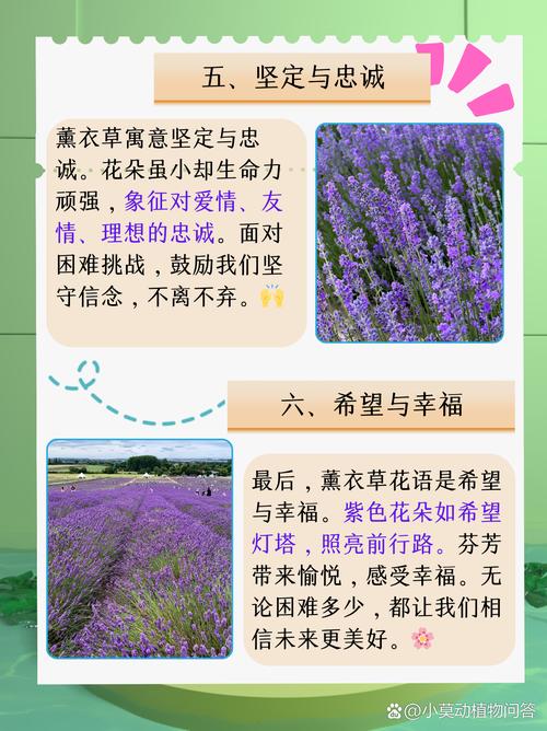 薰衣草花语，薰衣草花语和寓意？-第5张图片-优品飞百科