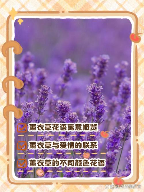 薰衣草花语，薰衣草花语和寓意？-第6张图片-优品飞百科