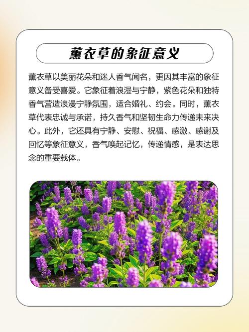 薰衣草花语，薰衣草花语和寓意？-第7张图片-优品飞百科