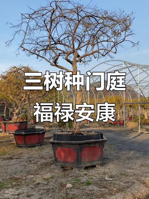门前种三树家兴旺三代，门前种三树家兴旺三代是哪三树