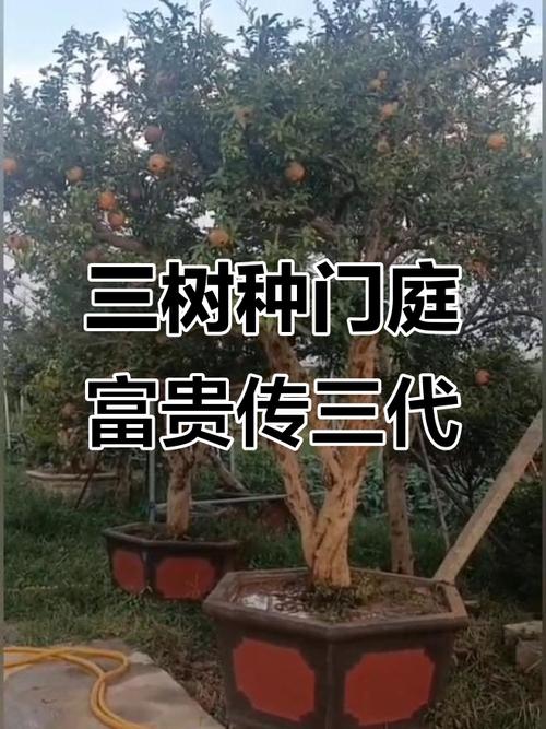 门前种三树家兴旺三代,门前种三树家兴旺三代是哪三树-第3张图片-优品飞百科 门前种三树家兴旺三代,门前种三树家兴旺三代是哪三树-第3张图片-优品飞百科
