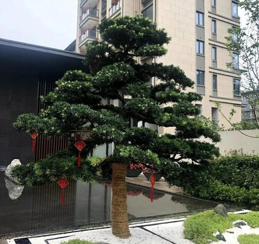 门前种三树家兴旺三代,门前种三树家兴旺三代是哪三树-第4张图片-优品飞百科 门前种三树家兴旺三代,门前种三树家兴旺三代是哪三树-第4张图片-优品飞百科