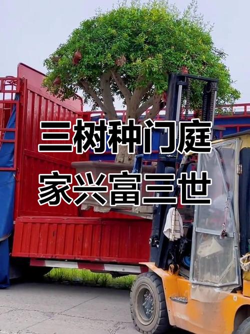 门前种三树家兴旺三代,门前种三树家兴旺三代是哪三树-第6张图片-优品飞百科 门前种三树家兴旺三代,门前种三树家兴旺三代是哪三树-第6张图片-优品飞百科