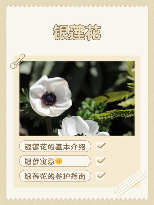 银莲花的功效和作用？银莲花又名？-第1张图片-优品飞百科