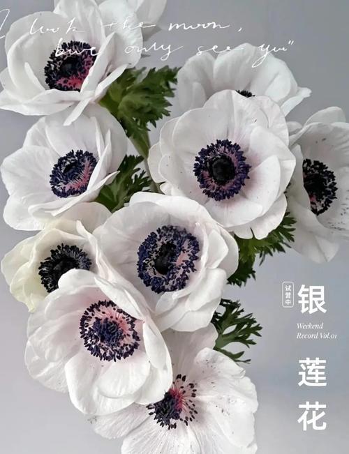 银莲花的功效和作用？银莲花又名？-第2张图片-优品飞百科