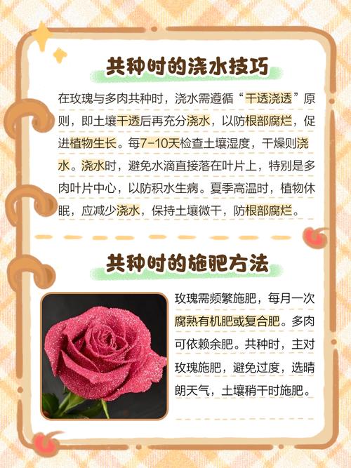 玫瑰花的品种,种玫瑰花的方法,玫瑰花的种法怎么种?-第2张图片-优品飞百科 玫瑰花的品种,种玫瑰花的方法,玫瑰花的种法怎么种?-第2张图片-优品飞百科