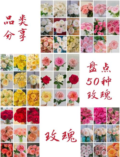 玫瑰花的品种,种玫瑰花的方法,玫瑰花的种法怎么种?-第3张图片-优品飞百科 玫瑰花的品种,种玫瑰花的方法,玫瑰花的种法怎么种?-第3张图片-优品飞百科