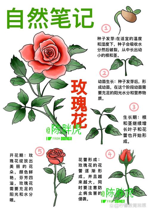 玫瑰花的品种,种玫瑰花的方法,玫瑰花的种法怎么种?-第4张图片-优品飞百科 玫瑰花的品种,种玫瑰花的方法,玫瑰花的种法怎么种?-第4张图片-优品飞百科