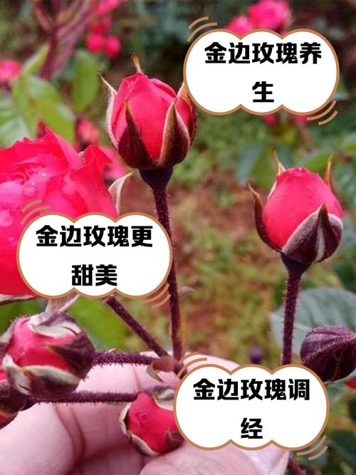 玫瑰花的品种,种玫瑰花的方法,玫瑰花的种法怎么种?-第5张图片-优品飞百科 玫瑰花的品种,种玫瑰花的方法,玫瑰花的种法怎么种?-第5张图片-优品飞百科