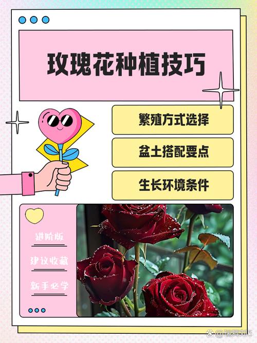 玫瑰花的品种,种玫瑰花的方法,玫瑰花的种法怎么种?-第6张图片-优品飞百科 玫瑰花的品种,种玫瑰花的方法,玫瑰花的种法怎么种?-第6张图片-优品飞百科