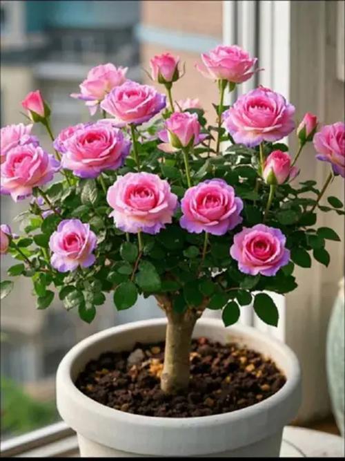 玫瑰花的品种,种玫瑰花的方法,玫瑰花的种法怎么种?-第7张图片-优品飞百科 玫瑰花的品种,种玫瑰花的方法,玫瑰花的种法怎么种?-第7张图片-优品飞百科