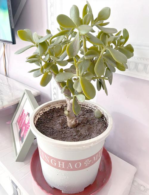 多肉植物代表的寓意,各种多肉植物的寓意-第1张图片-优品飞百科 多肉植物代表的寓意,各种多肉植物的寓意-第1张图片-优品飞百科