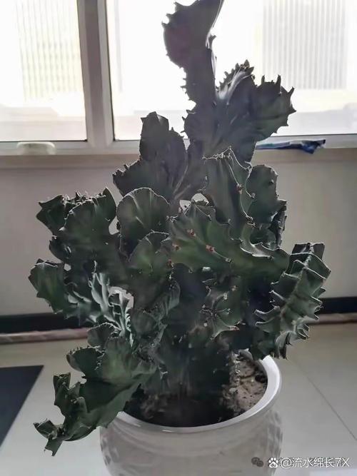 多肉植物代表的寓意,各种多肉植物的寓意-第2张图片-优品飞百科 多肉植物代表的寓意,各种多肉植物的寓意-第2张图片-优品飞百科