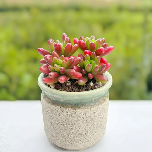 多肉植物代表的寓意,各种多肉植物的寓意-第3张图片-优品飞百科 多肉植物代表的寓意,各种多肉植物的寓意-第3张图片-优品飞百科