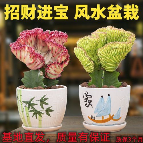 多肉植物代表的寓意,各种多肉植物的寓意-第4张图片-优品飞百科 多肉植物代表的寓意,各种多肉植物的寓意-第4张图片-优品飞百科