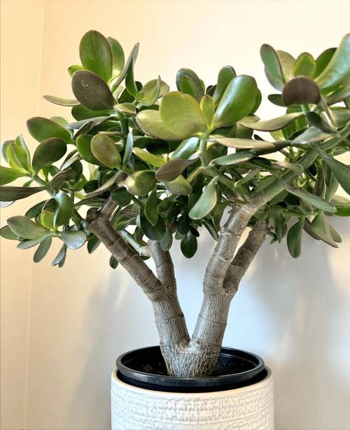 多肉植物代表的寓意,各种多肉植物的寓意-第5张图片-优品飞百科 多肉植物代表的寓意,各种多肉植物的寓意-第5张图片-优品飞百科