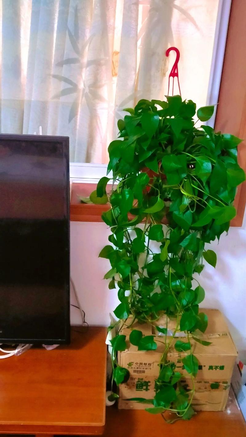绿萝的风水作用，绿萝在风水学上有什么讲究-第2张图片-优品飞百科