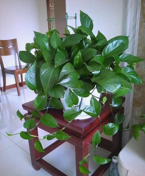 绿萝的风水作用，绿萝在风水学上有什么讲究-第1张图片-优品飞百科