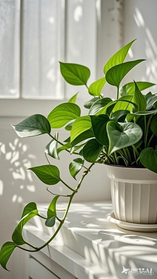绿萝的风水作用，绿萝在风水学上有什么讲究-第3张图片-优品飞百科