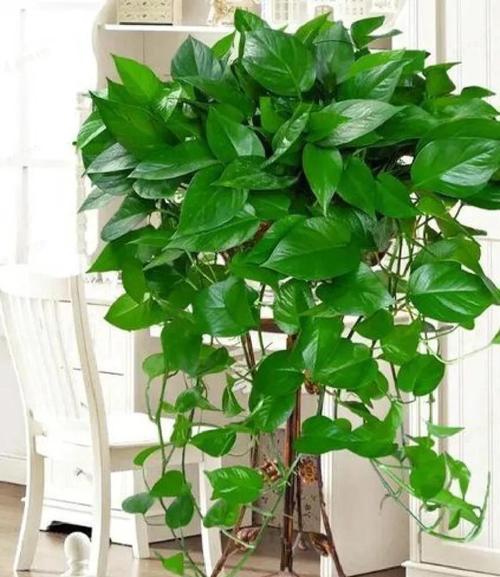 绿萝的风水作用，绿萝在风水学上有什么讲究-第4张图片-优品飞百科