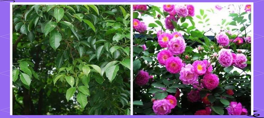 萍乡适合养什么花，市花和市树是什么？江西萍乡有什么花？-第3张图片-优品飞百科