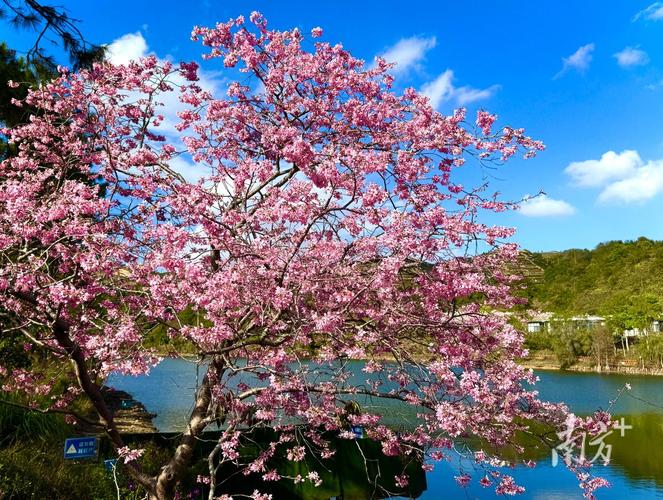 萍乡适合养什么花，市花和市树是什么？江西萍乡有什么花？-第4张图片-优品飞百科