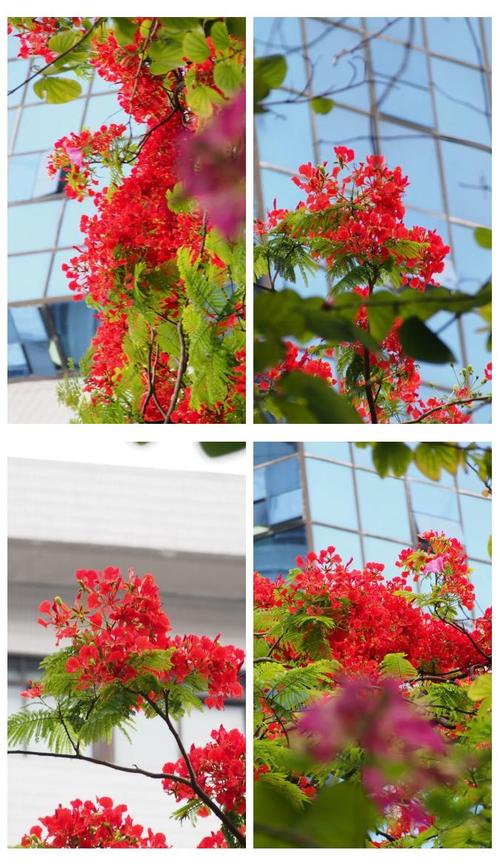 萍乡适合养什么花，市花和市树是什么？江西萍乡有什么花？-第6张图片-优品飞百科