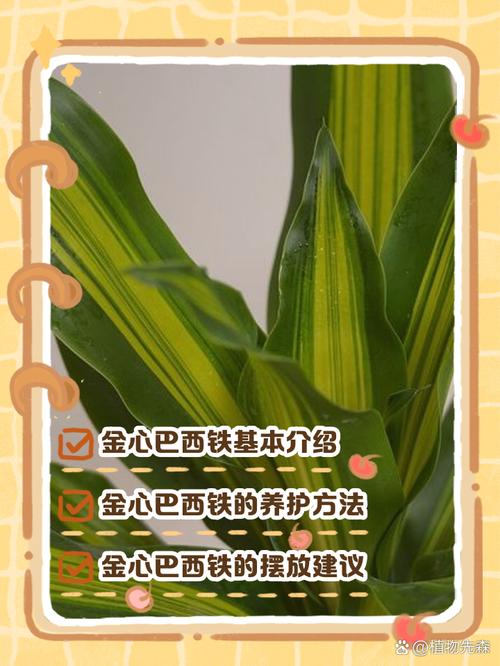 巴西铁的主要价值？巴西铁的主要价值是什么？-第1张图片-优品飞百科