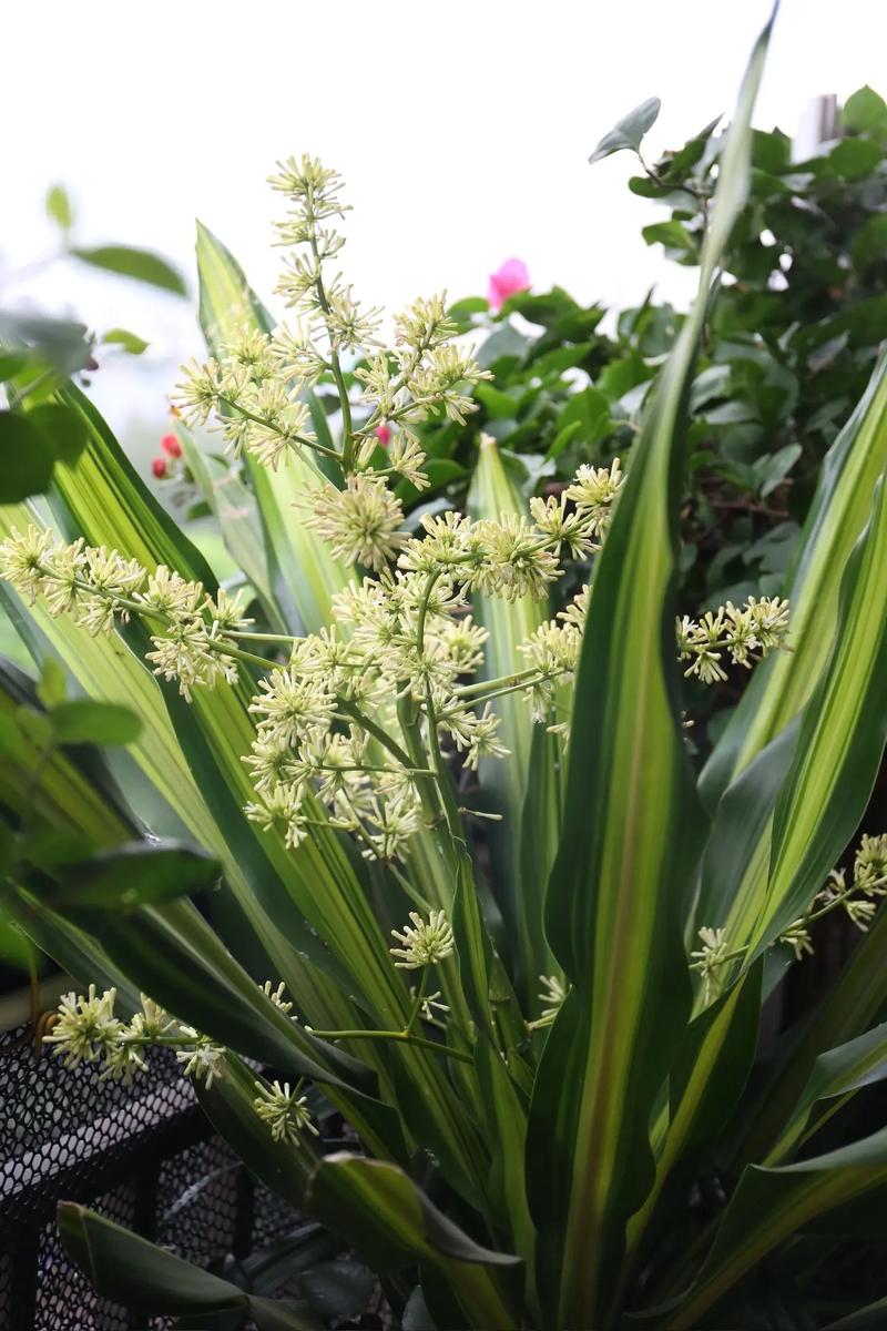 巴西铁的主要价值？巴西铁的主要价值是什么？-第2张图片-优品飞百科