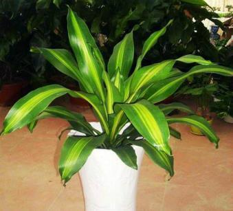 巴西铁的主要价值？巴西铁的主要价值是什么？-第3张图片-优品飞百科