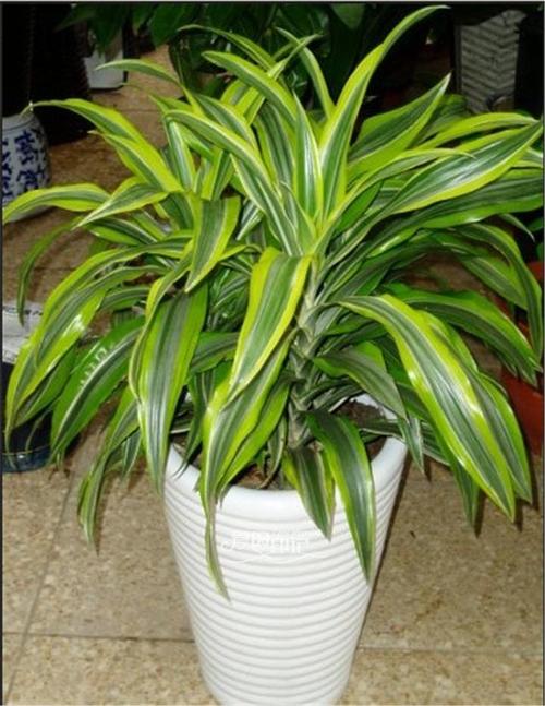 巴西铁的主要价值？巴西铁的主要价值是什么？-第5张图片-优品飞百科