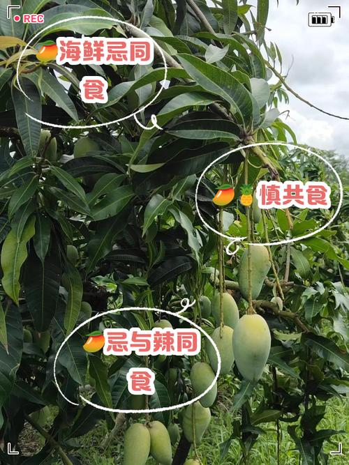芒果不能和什么一起吃，芒果不能和什么一起吃会过敏-第1张图片-优品飞百科
