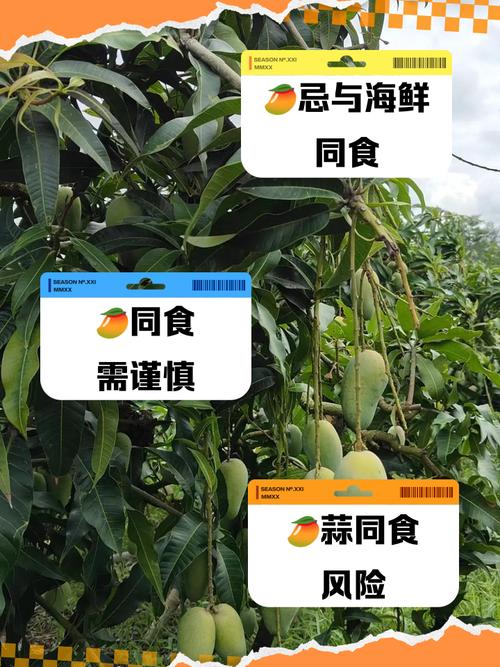 芒果不能和什么一起吃，芒果不能和什么一起吃会过敏-第2张图片-优品飞百科