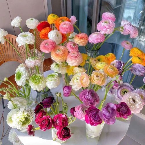 花毛茛有什么作用?花毛茛有毒么?-第2张图片-优品飞百科 花毛茛有什么作用?花毛茛有毒么?-第2张图片-优品飞百科